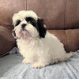 AKC Loki - Black and white male Shih Tzu puppy in Greenville, South Carolina from Babyface Shih Tzu