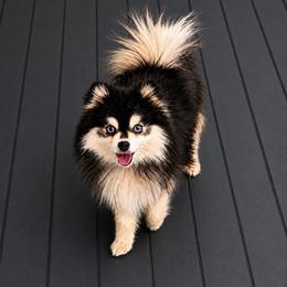 Phoenix - Black and white male Pomsky puppy in Cave Creek, Arizona from Arizona Luxury Pomskies