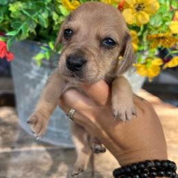 Shaded cream - Cream male Dachshund puppy in Payette, Idaho from NT Mini Doxies