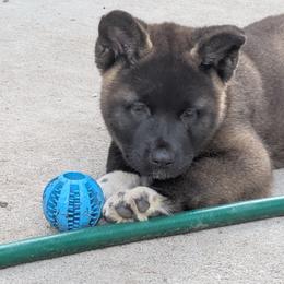 Akita Puppies from Akita Kai Magic