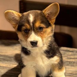 Pembroke Welsh Corgi and Swedish Vallhund Puppies from Denise Hawkins' Corgis, Swedish Vallhunds