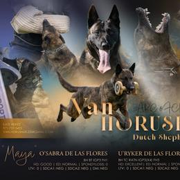 Dutch Shepherd puppies from van Horushuis Dutch Shepherds