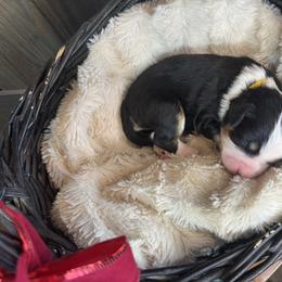 Blitzen - Tri-color male Bernedoodle puppy in New Market, Virginia from Frosty & Ginger Co Home of Doodles