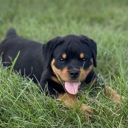Girl 8 - Rottweiler puppy in Eaton Rapids, Michigan from The Rottweiler Haus