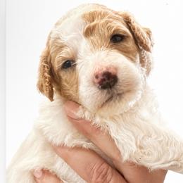 Champagne - Cream female Poodle puppy in Greenwich, New York from MizzElle’s Standard Poodles
