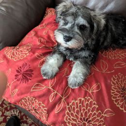 Miniature Schnauzer Puppies from HuntRidge