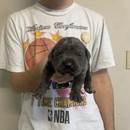 Girl 1 - Black female Cane Corso puppy in Kaufman, Texas from Phantom Corsos