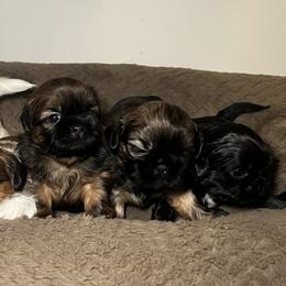 Shih Tzus from Caroline Mendes