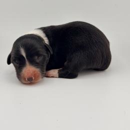 Baloo - Black and white male American Corgi puppy in Bland, Missouri from Shadey Lane Corgis