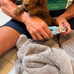 Goldendoodle Puppies from Quentin Brewer