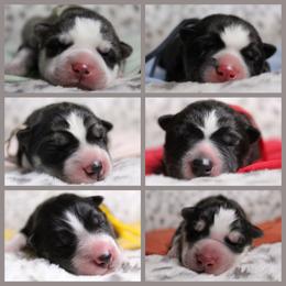 Siberian Husky puppies from Spalla Pups