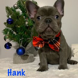 French Bulldog Puppies from Gotts Frenchies