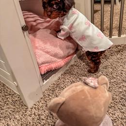 Bernedoodle, Cavapoo, Cavapoochon, Goldendoodle, Poodle, and Yorkipoo Puppies from Anchor Dogs