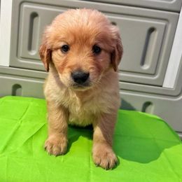 D.J. - Golden Golden Retriever puppy in Sedalia, Missouri from Bee’s Retrievers