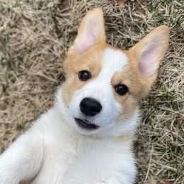 Pembroke Welsh Corgis from Prairie Pembrokes