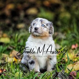 Beryl - Blue merle male Australian Shepherd puppy in Olivehurst, California from Double M Aussies