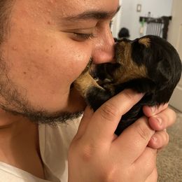 Schnoodle Puppies from Noodle Tings Puppies