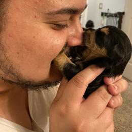 Schnoodle Puppies from Noodle Tings Puppies