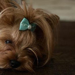 Yorkshire Terriers from Mason Jar Yorkies