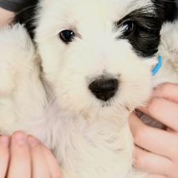 Bernedoodle, Bernese Mountain Dog, and Poodle Puppies from Bubbling Springs Doodles, LLC