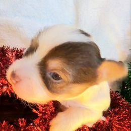 Bourbon - Chocolate and white male Chihuahua puppy in Drumright, Oklahoma from Fancy Pants Chihuahua’s
