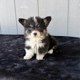 Patsy - Black and tan female Pembroke Welsh Corgi puppy in Mc Cammon, Idaho from Sunny J Corgis and Mini Americans
