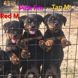 10 pups.  6 DEPOSITS DOWN.  4spots open yet. - male Rottweiler puppy in De Witt, Iowa from Irish Eyes Kennels