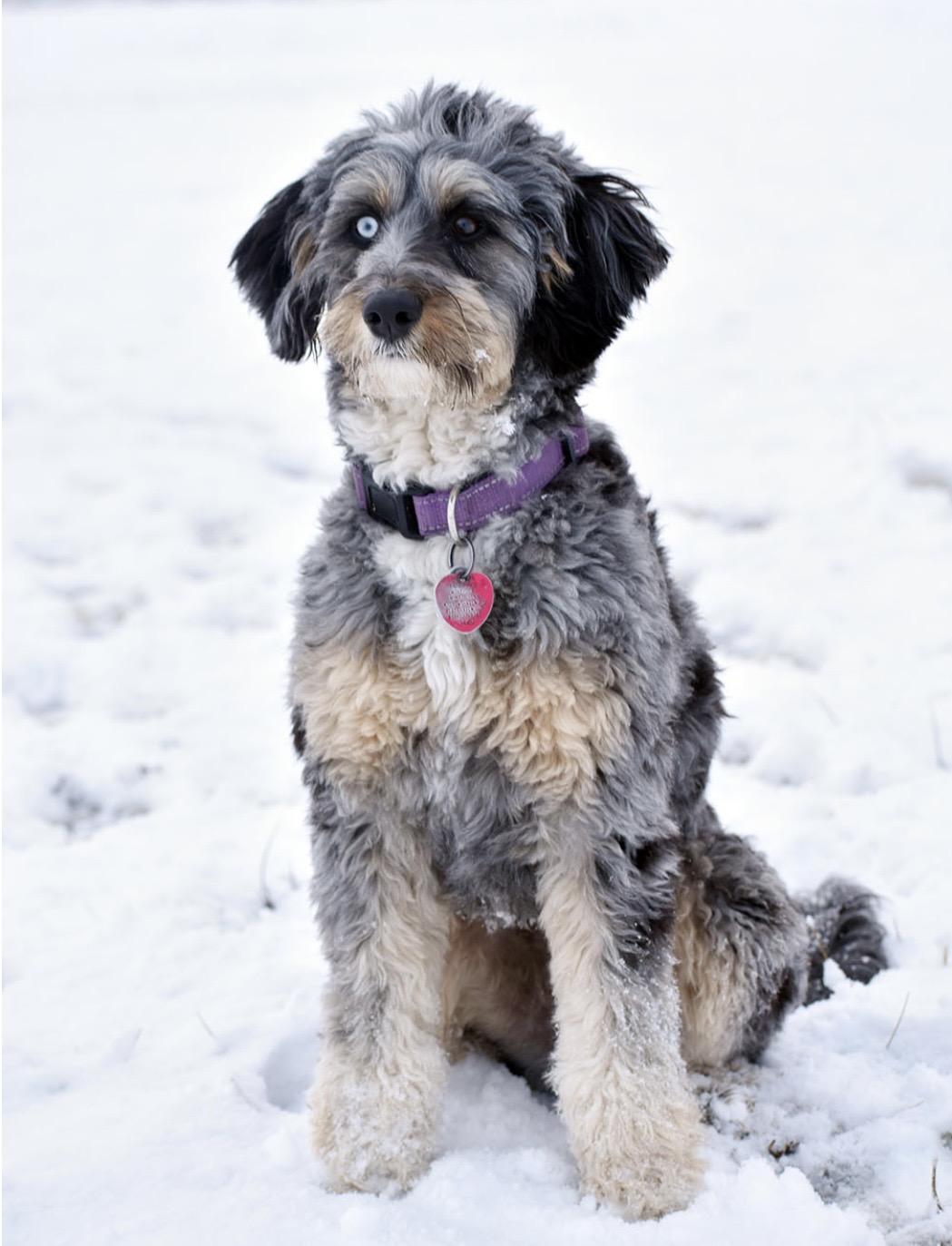 Piper