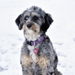 Piper - Bernedoodle