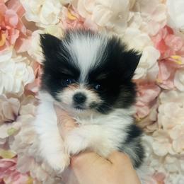 Keebler - Black and tan parti male Pomeranian puppy in Buck Valley, Pennsylvania from Buck Valley Pomeranians