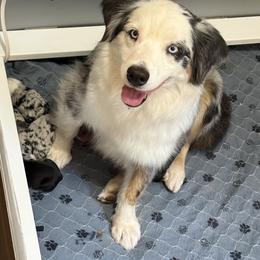 Ivi - Blue merle female Australian Shepherd puppy in Lacombe, Louisiana from Indigo River Aussies
