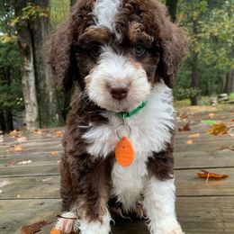 Colt - Tri-color male Bernedoodle puppy in New Ringgold, Pennsylvania from Hawk Mountain Doodles