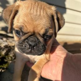 Boy 2 - Fawn male Pug puppy in Norborne, Missouri from Pug Palace