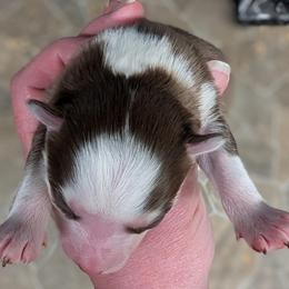 BxE g4 - Chocolate female Pomsky puppy in Charlotte, Michigan from Moore Pomskies