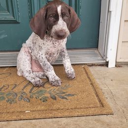 German Shorthaired Pointer Puppies from Wild E Ranch