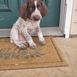 German Shorthaired Pointer Puppies from Wild E Ranch
