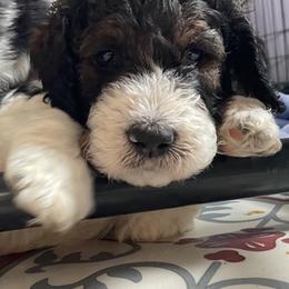 Bernedoodle, Cockapoo, and Goldendoodle Puppies from Avery Doodle Day LLC