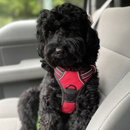 Blair - Australian Labradoodle