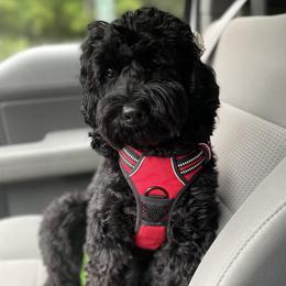 Blair - Australian Labradoodle