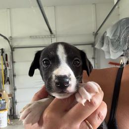 Boy 6 - White and black male Whippet puppy in Waterford, Pennsylvania from Laurie’s Whippets