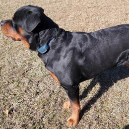 Rottweilers from Vom Zamozdra Haus Rottweilers