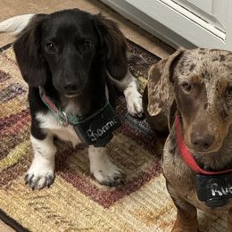 Dachshunds from Josh Cheek