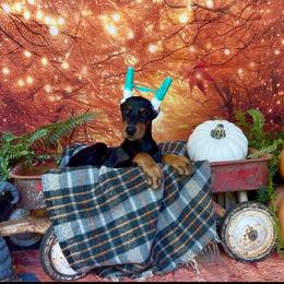 Black male - Black and rust male Doberman Pinscher puppy in Mansfield, Georgia from Marbendale’s Doberman