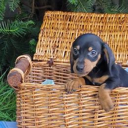 Dachshunds from Hekate's Hounds