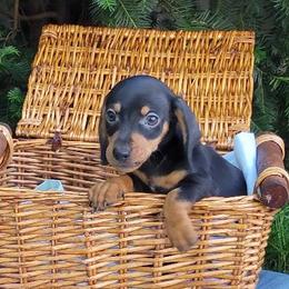 Dachshunds from Hekate's Hounds