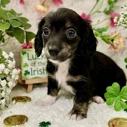 Blizzard - Black and cream male Dachshund puppy in Bellville, Ohio from JK Mini Doxies