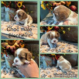 Blenheim - Blenheim male Cavalier King Charles Spaniel puppy in Greenleaf, Wisconsin from Ledgetop Family Cavaliers