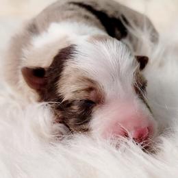 Border Collie Puppies from Borderline Kennels