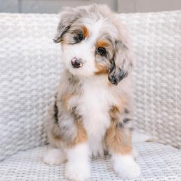 Cleo - female Australian Mountain Doodle puppy in Spanish Fork, Utah from K Brand Doodles