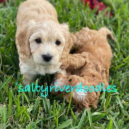 Goldendoodle Puppies from Salty River Doodles